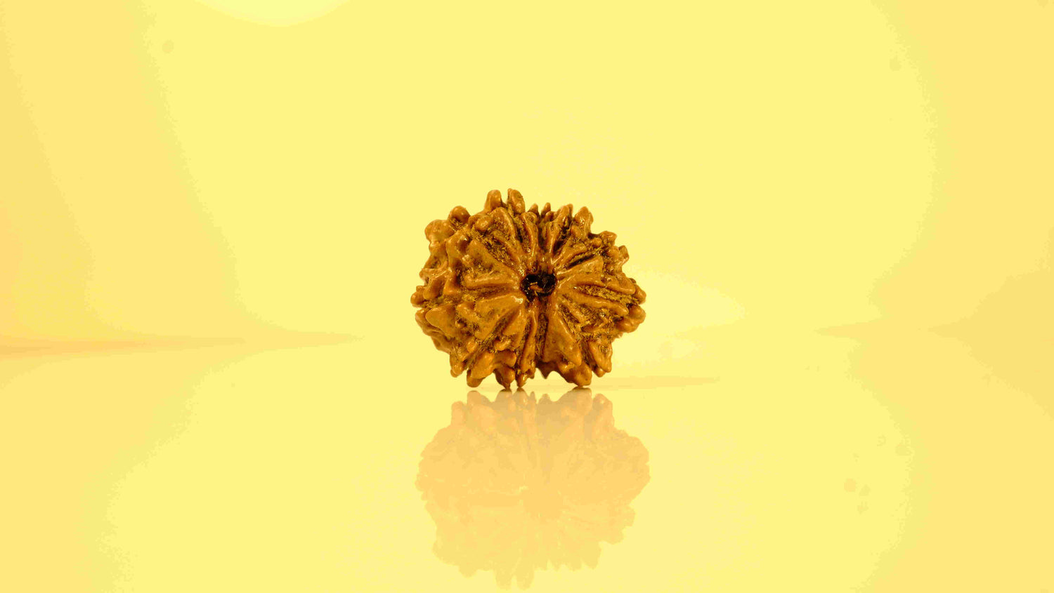 11 Mukhi Rudraksha