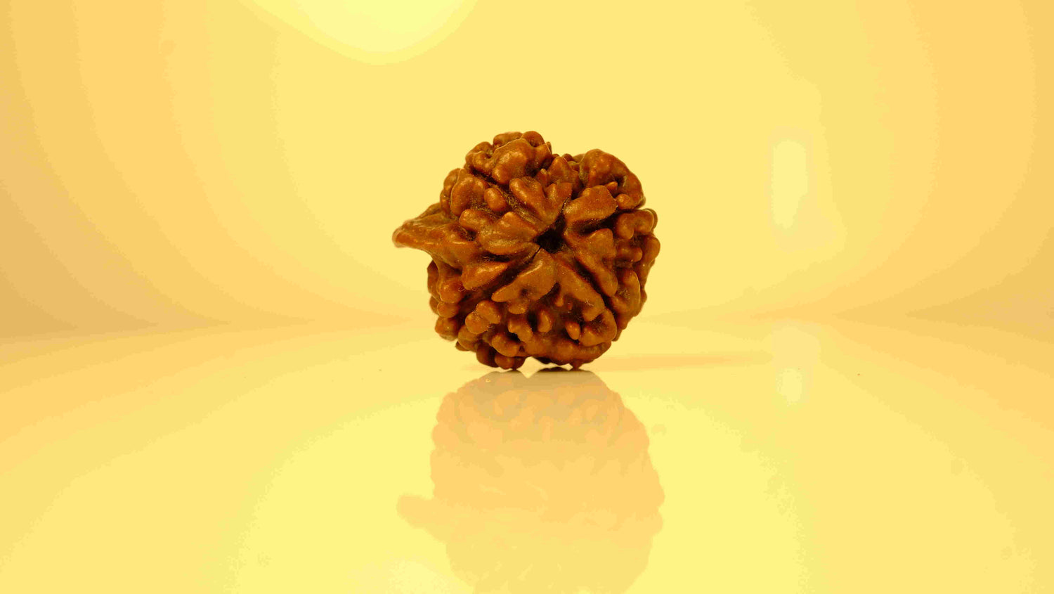 Ganesh Mukhi (Ganapathy, Vinayaka) Rudraksha