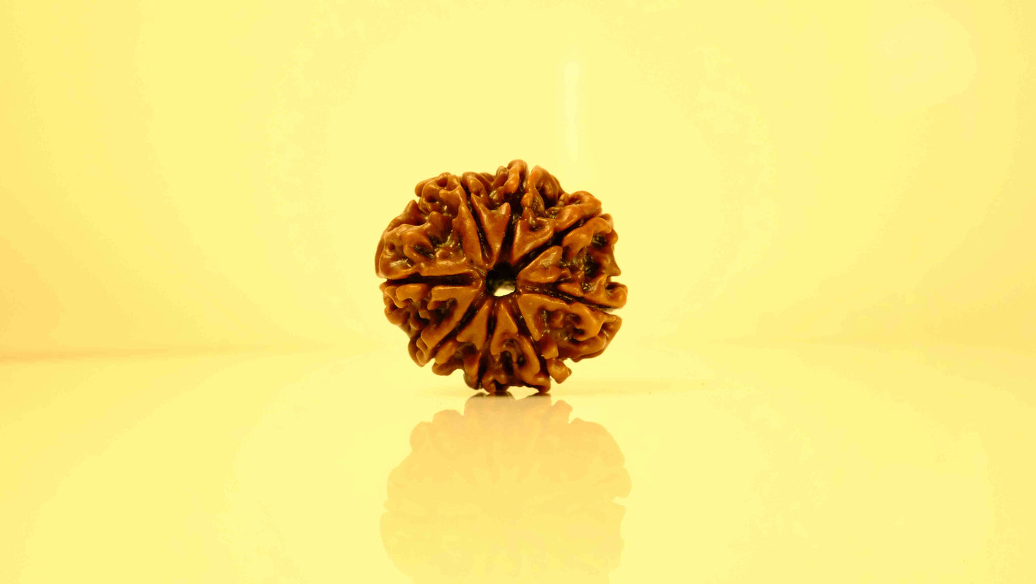 8 Mukhi Rudraksha