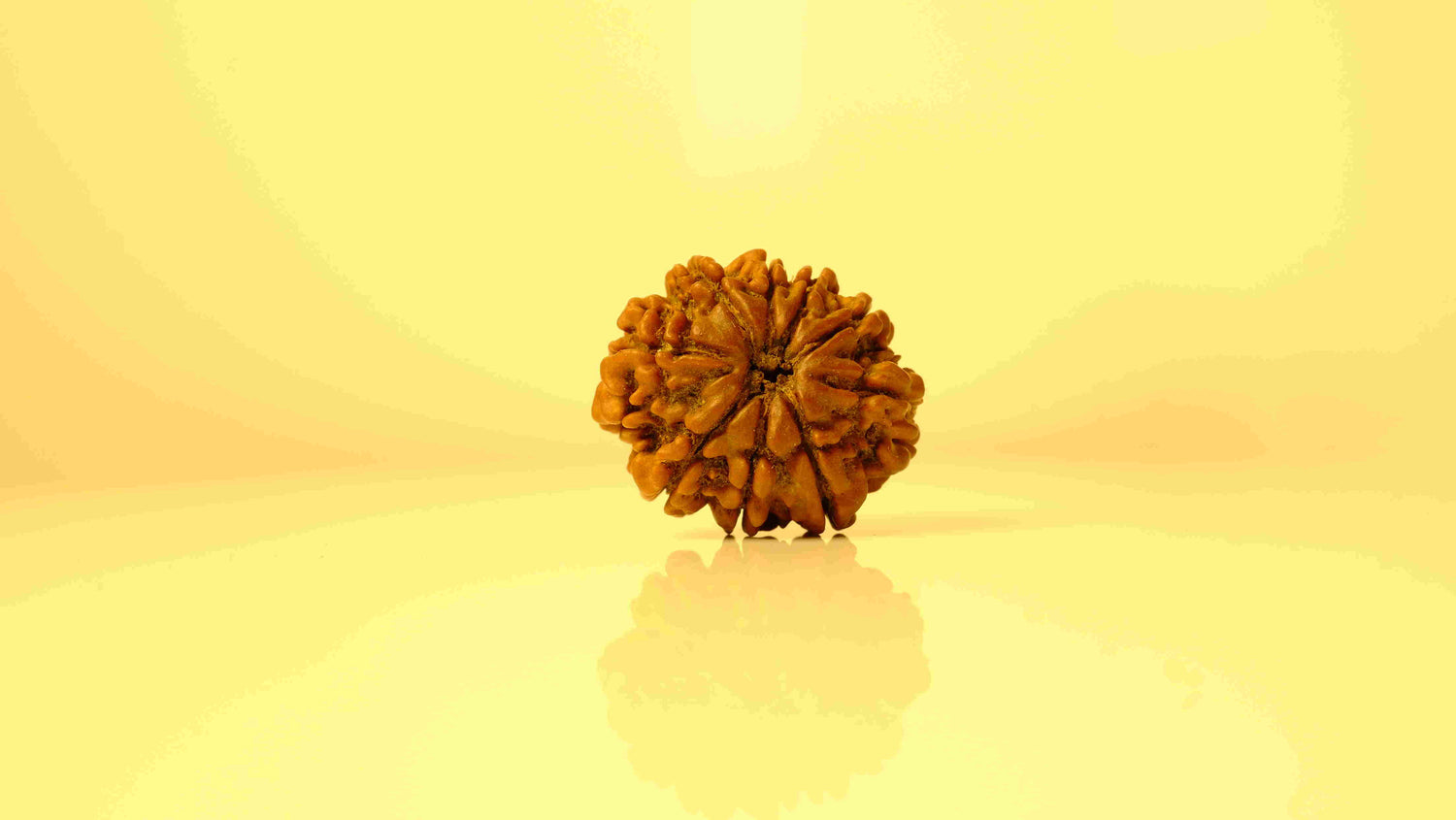 9 Mukhi Rudraksha