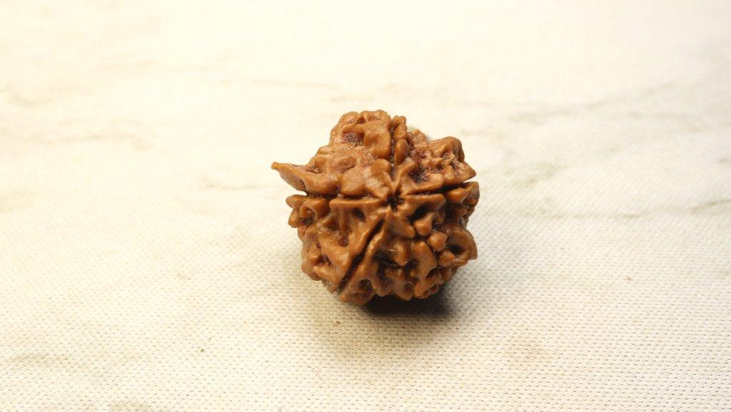 Ganesh Mukhi Rudraksh - Medium - Rudra Kailash