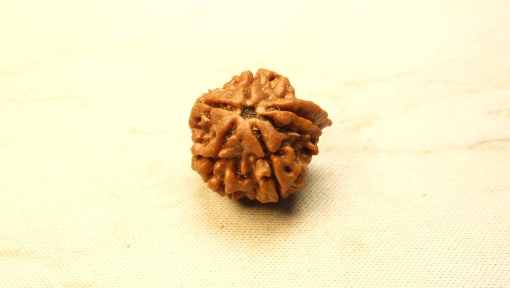 Ganesh Mukhi Rudraksh - Medium - Rudra Kailash