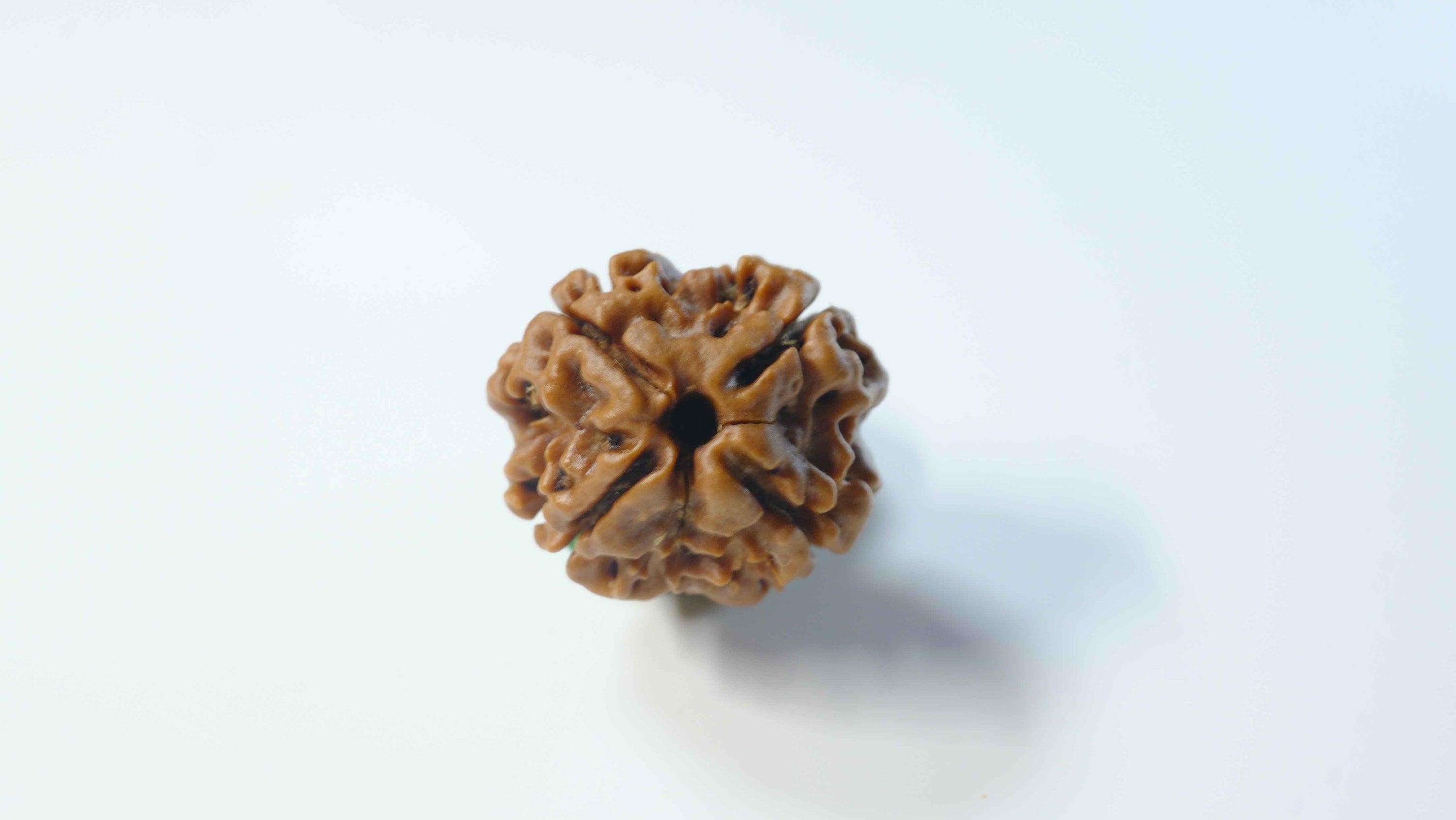 4 Mukhi Rudraksha Power: How This Bead Sharpens Your Mind and Spirit