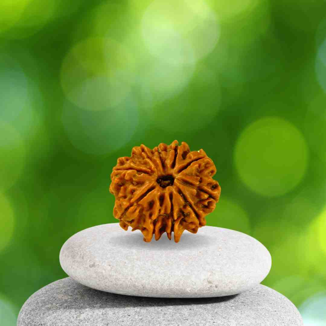 Comprehensive Guide to Rudraksha