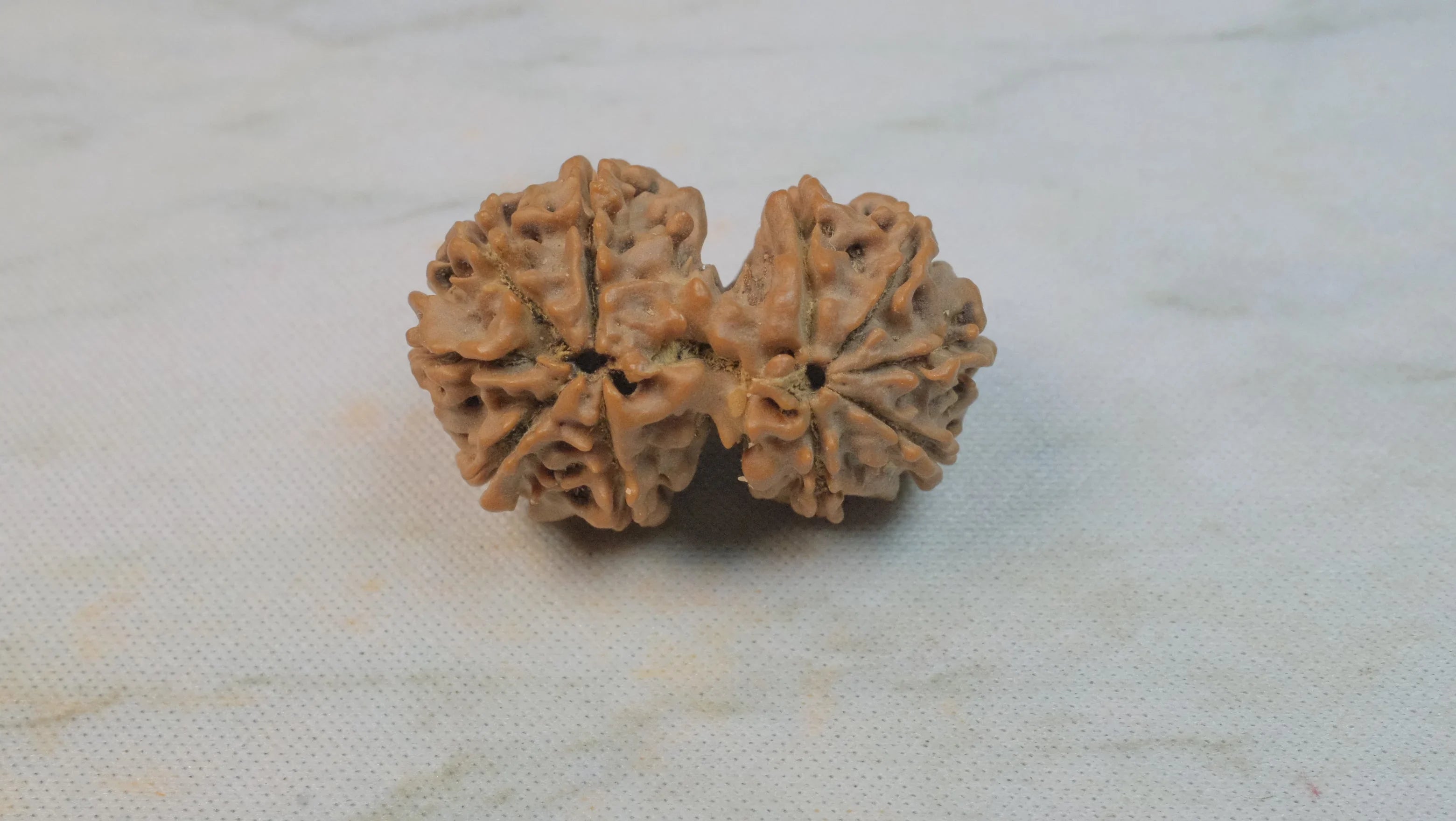 Gowri Shankar Rudraksha for Love, Harmony, and Spiritual Growth