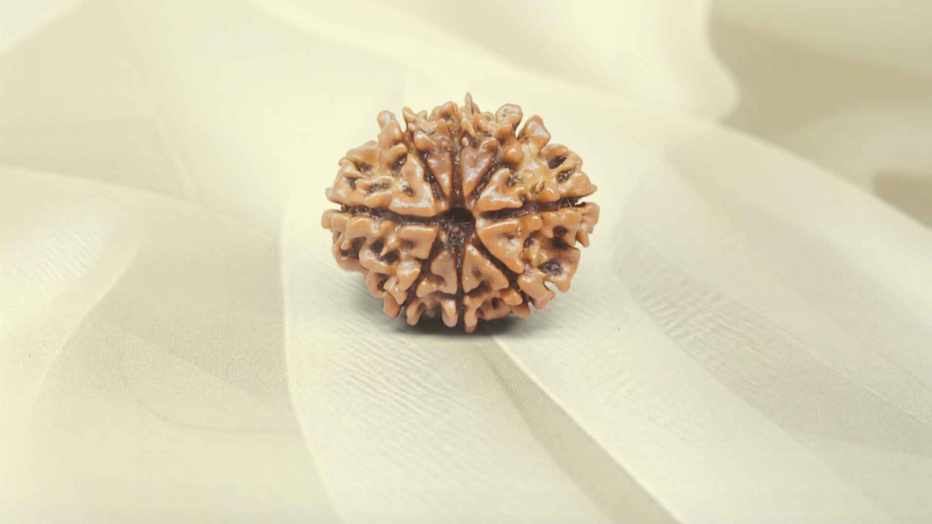 8 Mukhi Rudraksha Benefits: Removing Obstacles and Neutralizing Rahu Dosha