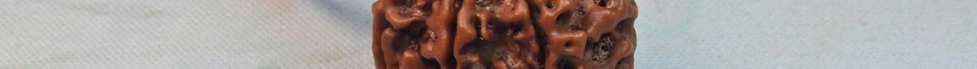 Rudraksha the sacred bead from Lord Shiva's tears. 
