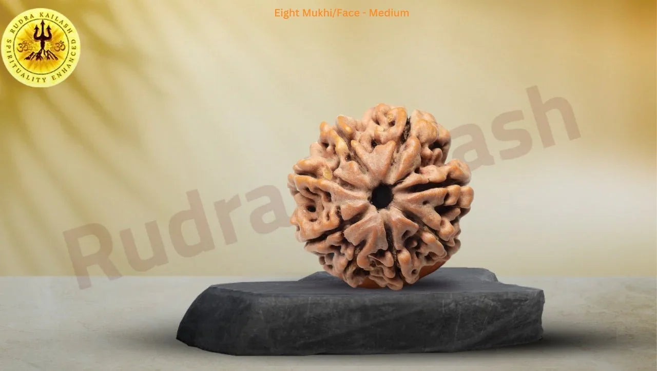 Eight Mukhi Rudraksh - The Obstacle Remover - Rudra Kailash
