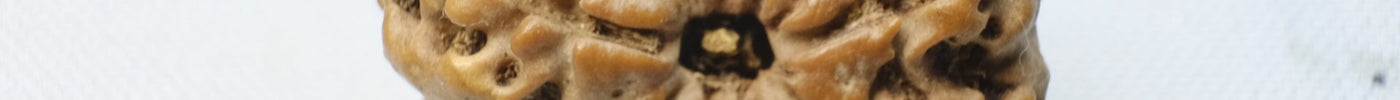 Harnessing Inner Strength - 9 Mukhi Rudraksha | RudraKailash - Rudra Kailash
