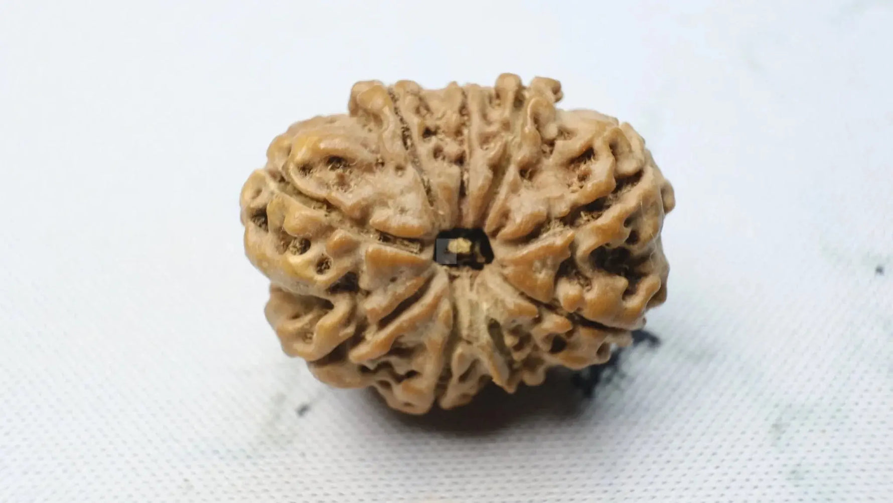 Harnessing Inner Strength - 9 Mukhi Rudraksha | RudraKailash - Rudra Kailash