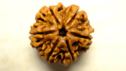 How the Six Mukhi Rudraksha Enhances Leadership, Determination, Fearlessness, and Bravery - Rudra Kailash