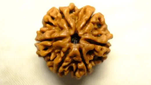 How the Six Mukhi Rudraksha Enhances Leadership, Determination, Fearlessness, and Bravery - Rudra Kailash