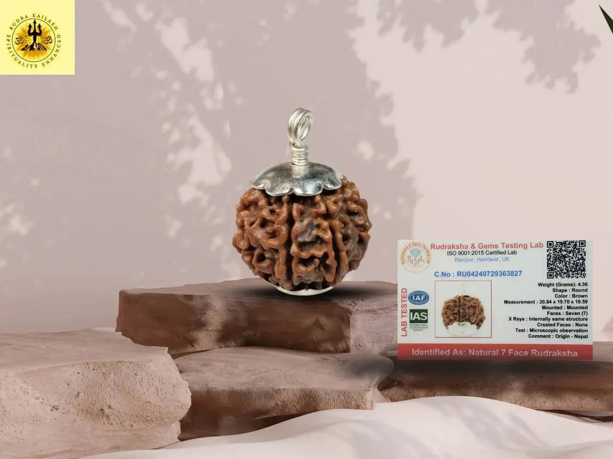 Seven Mukhi 7 Face Rudraksha: Embrace Spiritual Wealth and Prosperity - Rudra Kailash