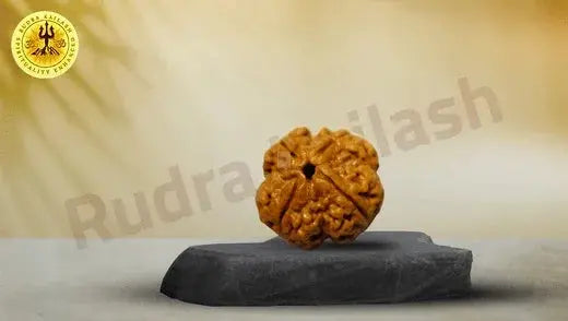 The Secret Power of Four Mukhi Rudraksha: - Rudra Kailash