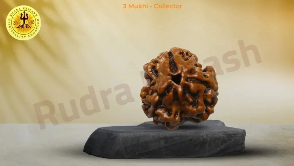 Three Mukhi Rudraksha Original - Harness the Power - Rudra Kailash