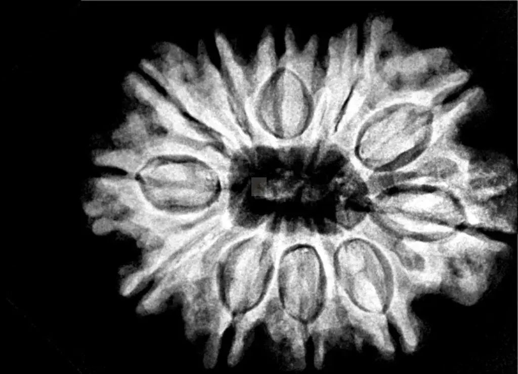 X-Ray Testing for Rudraksha: What It Reveals and Why It Matters
