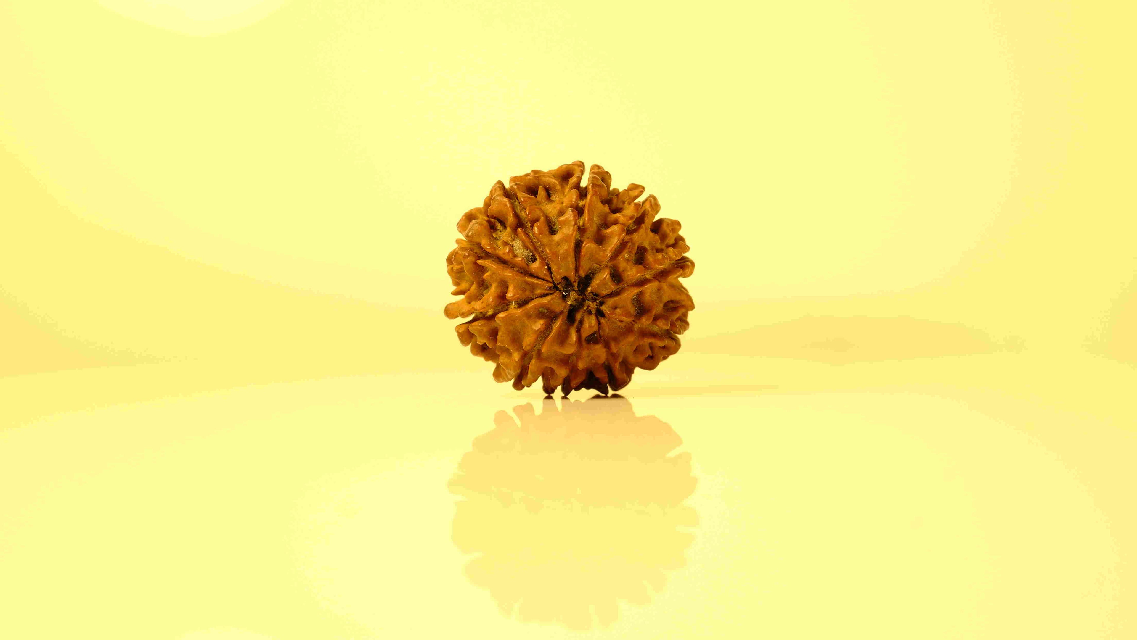 6 Mukhi to 10 Mukhi Rudraksha Collection