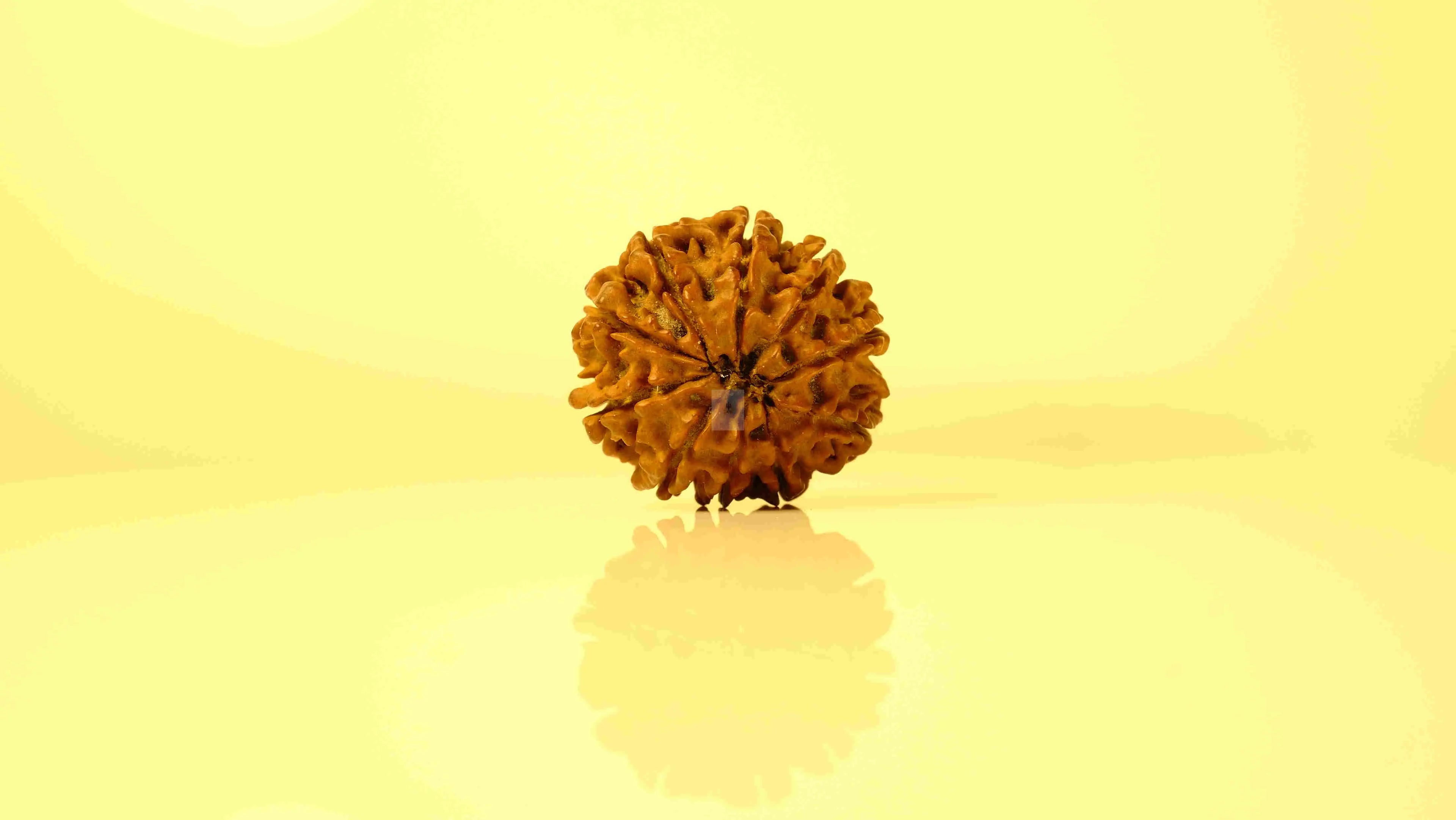 6 Mukhi to 10 Mukhi Rudraksha Collection Rudra Kailash