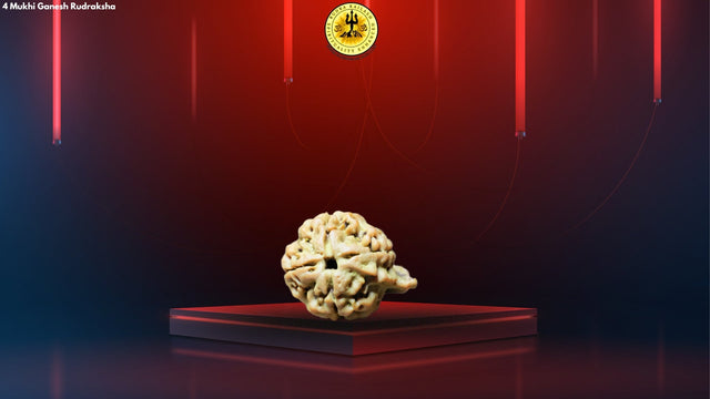 Special Ganesh Rudraksha - Dual Blessings, Dual Power From each Special Ganesh Rudraksha Beads
