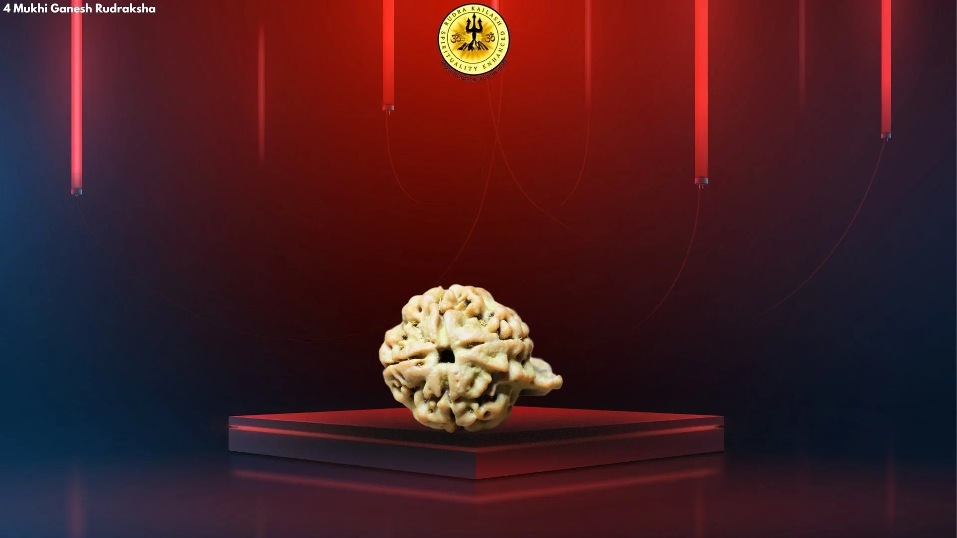 Special Ganesh Rudraksha