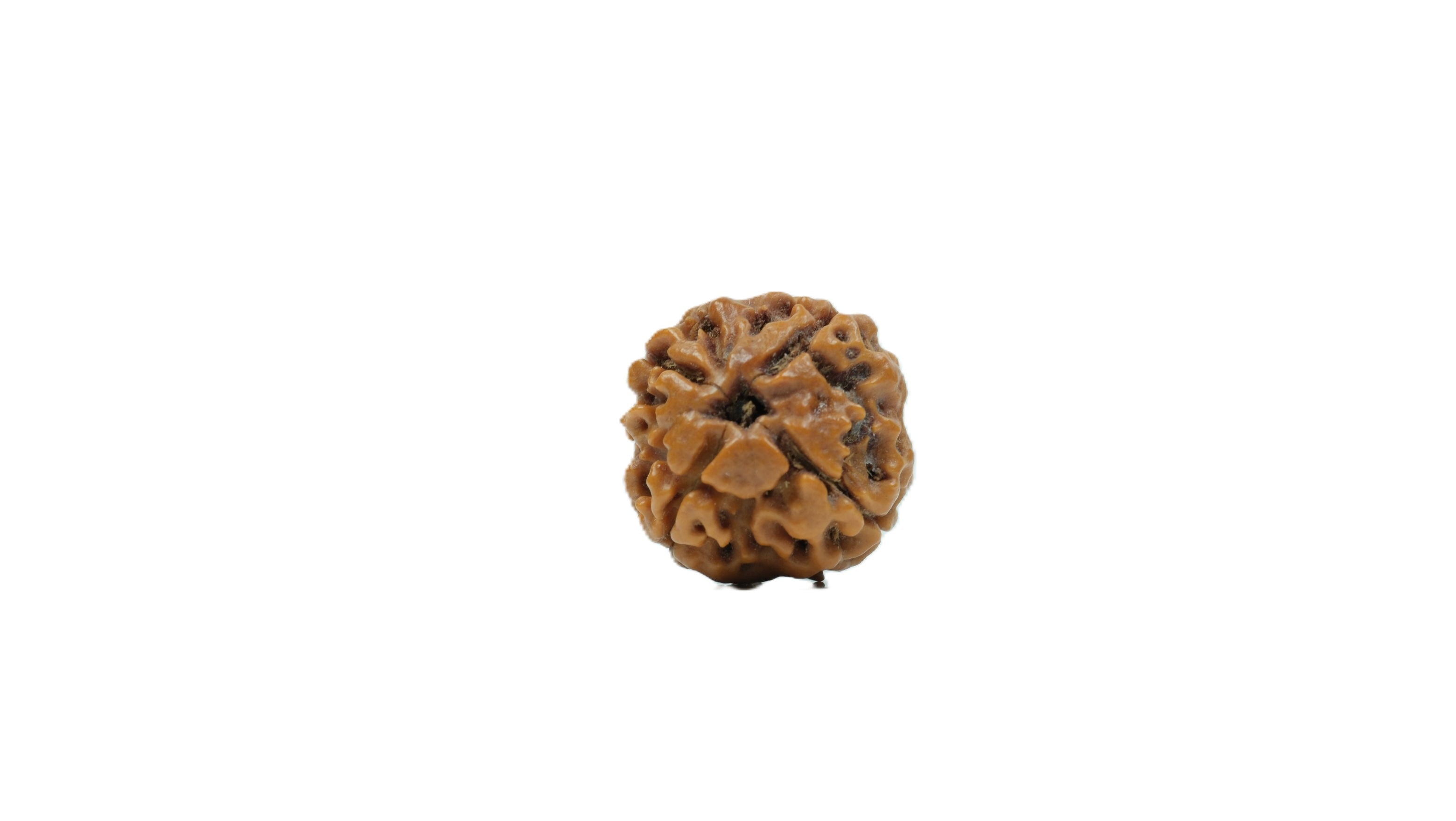 Focus & Clarity Rudraksha | Traditionally Chosen for Mental Clarity and Disciplined Thinking