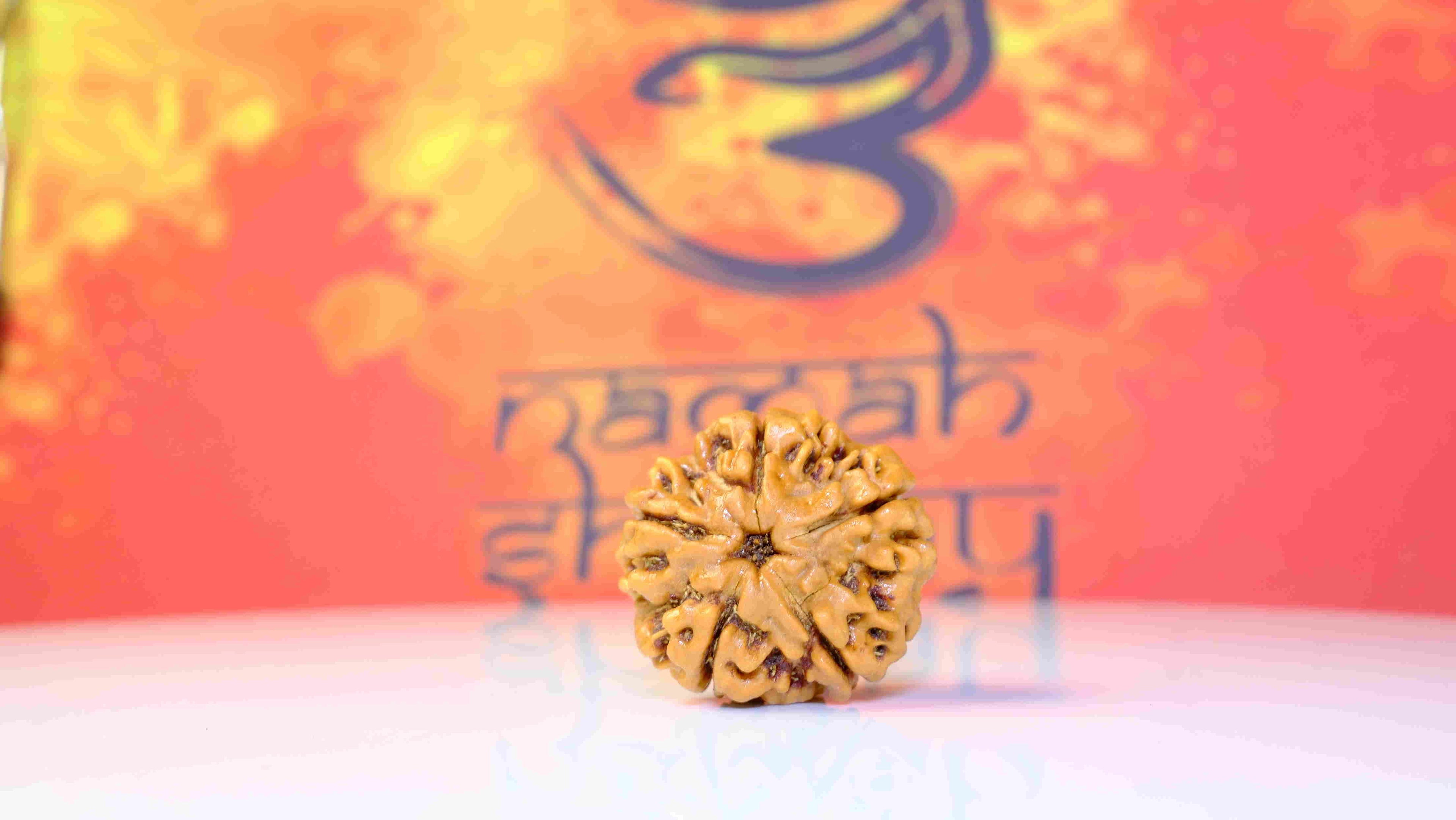 1 Mukhi to 5 Mukhi Collection