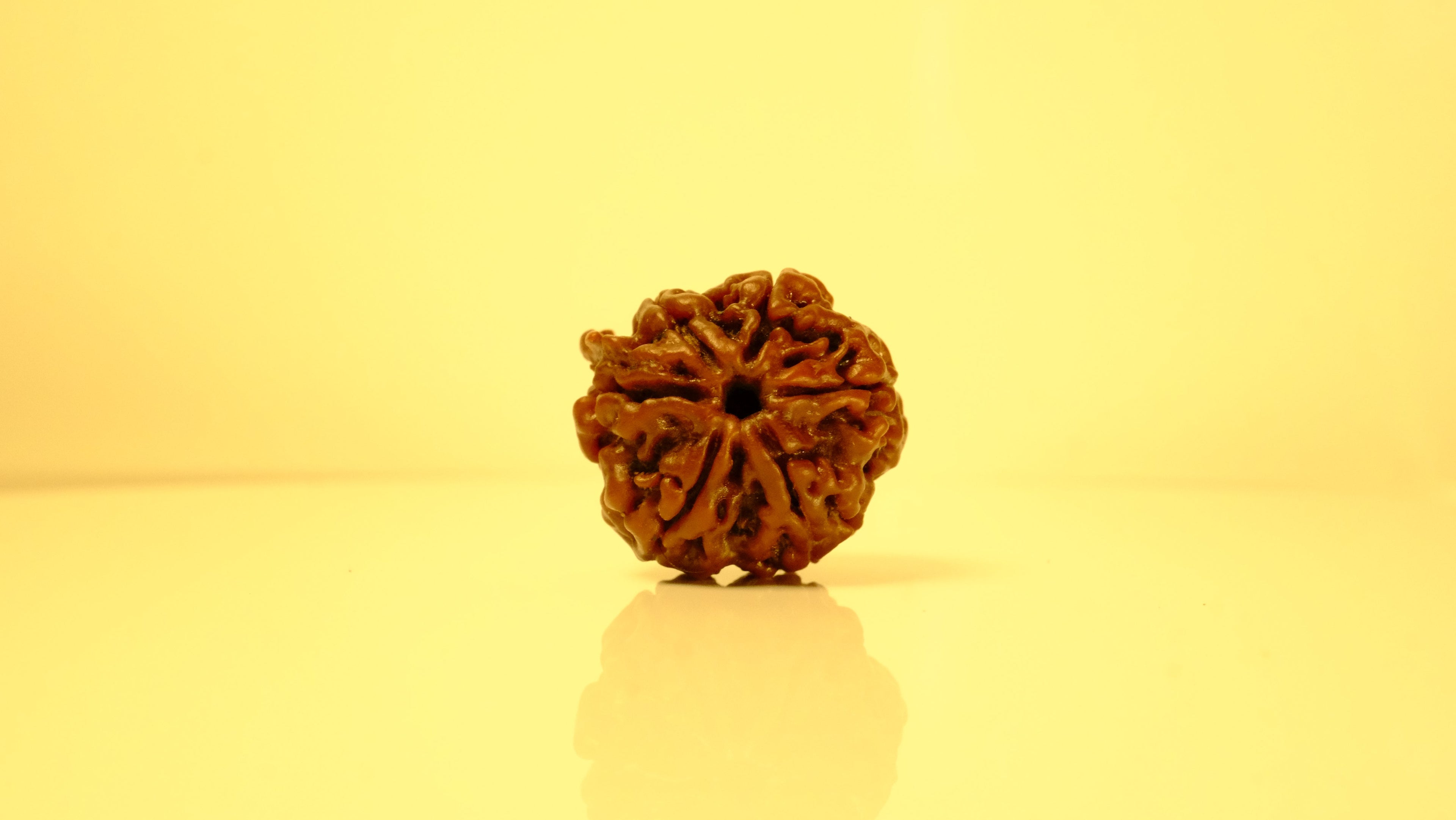 Ganesh Mukhi Rudraksha