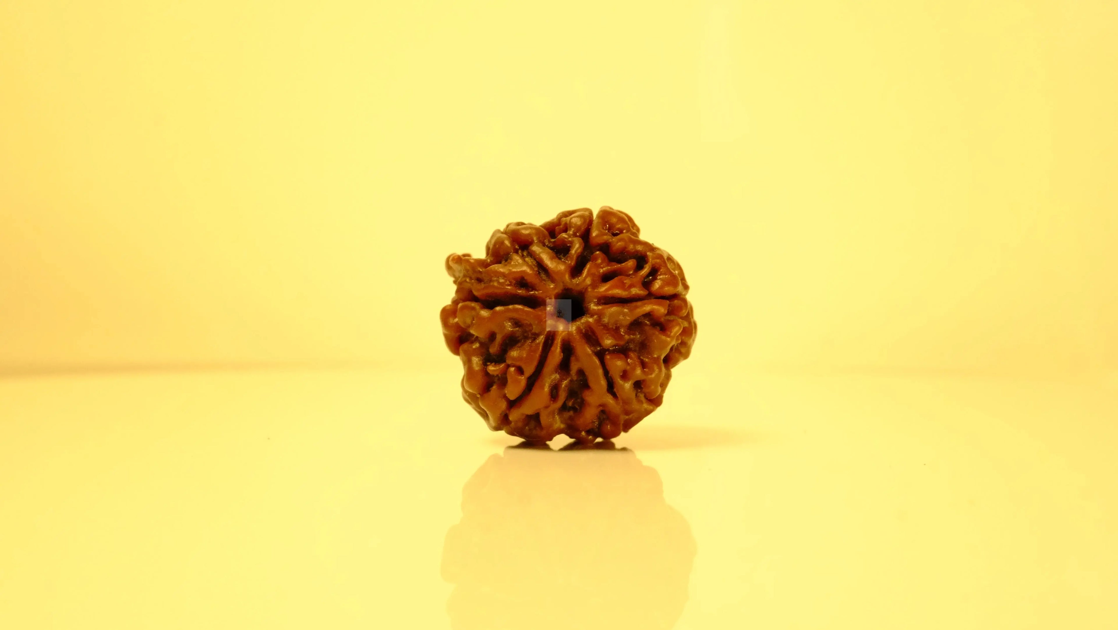 Ganesh Mukhi Rudraksha Rudra Kailash