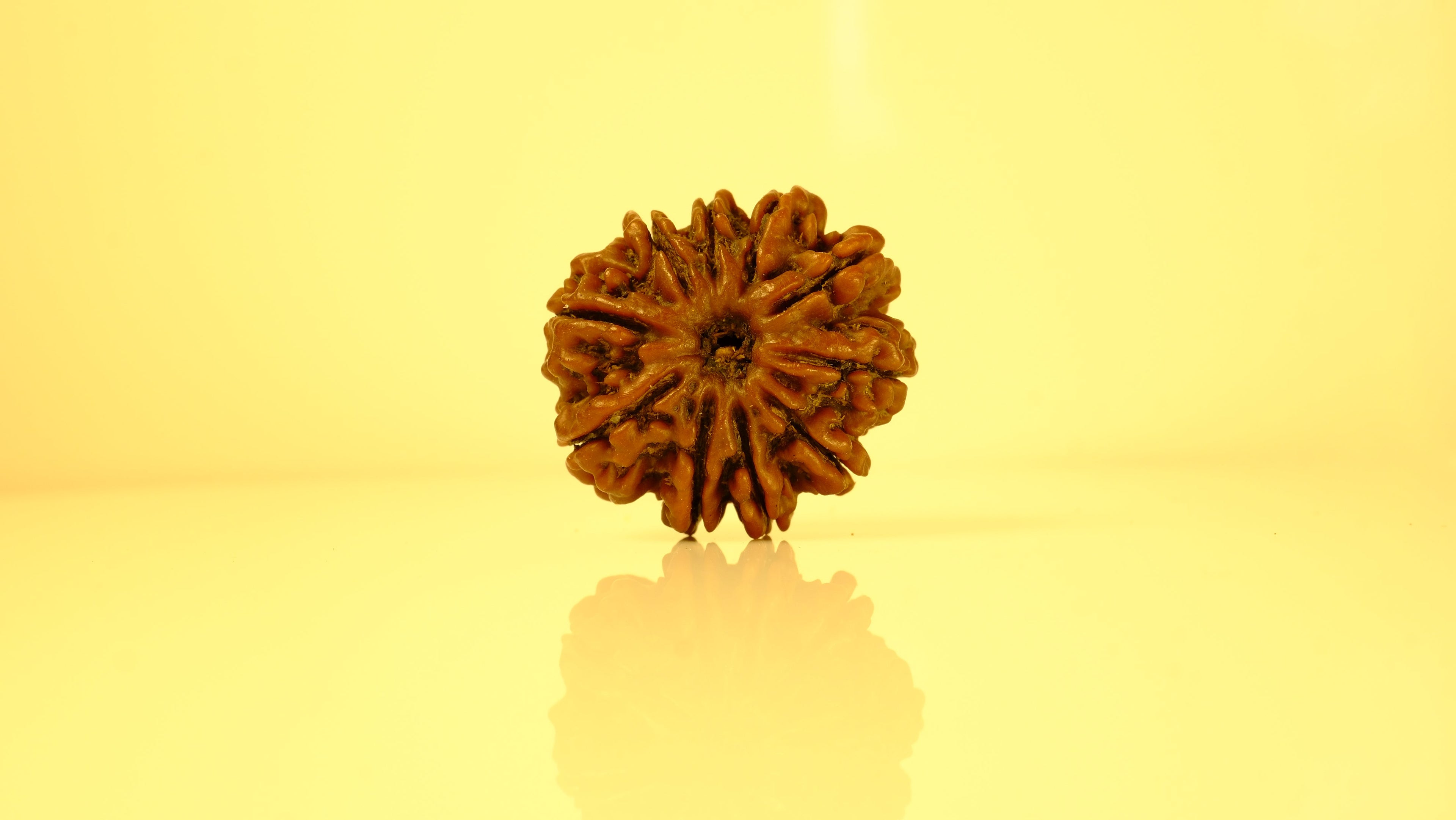 10 Mukhi Rudraksha Collections