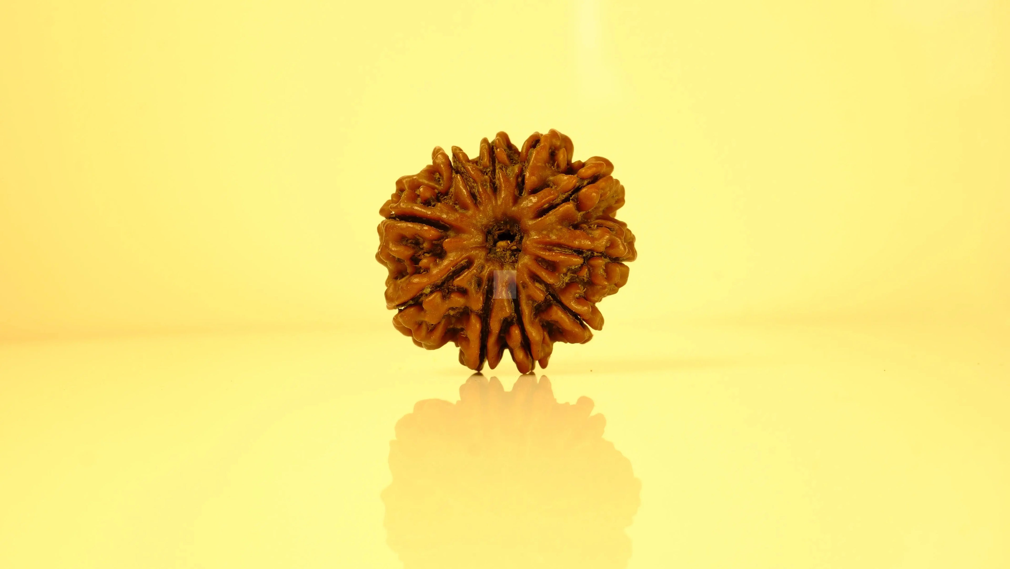 10 Mukhi Rudraksha Collections Rudra Kailash