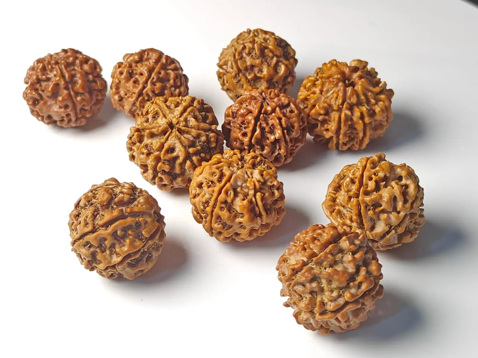 Beginners Rudraksha Collection Rudra Kailash
