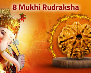 Eight Mukhi 8 Face Rudraksha - Collection - Rudra Kailash