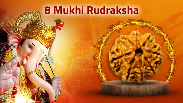 Eight Mukhi 8 Face Rudraksha - Collection - Rudra Kailash