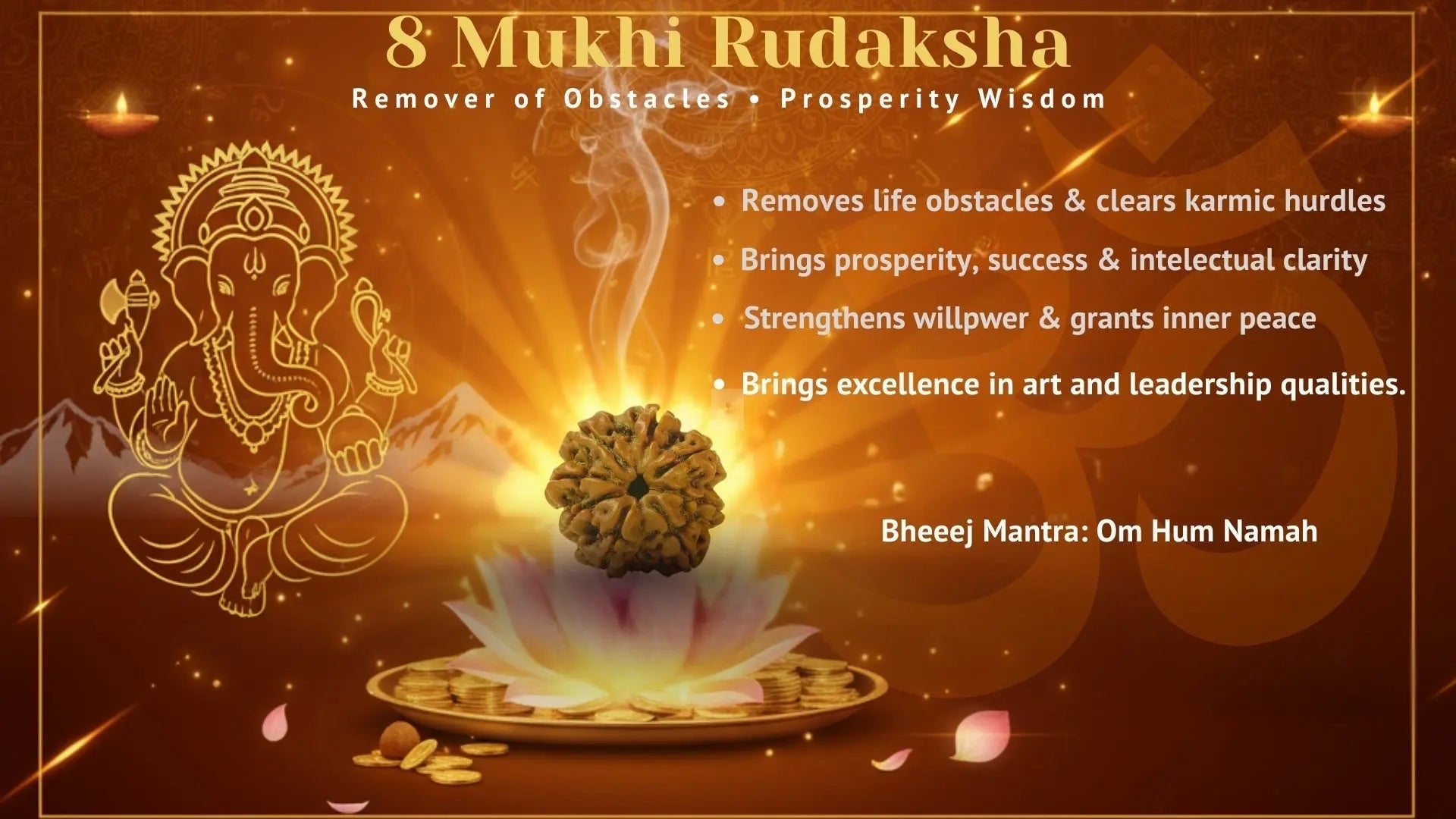 Eight Mukhi 8 Face Rudraksha - Collection - Rudra Kailash