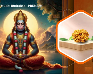 Eleven Mukhi 11 Face Rudraksha-Collection - Rudra Kailash