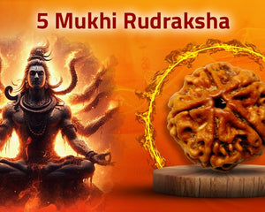 Five Mukhi 5 Face Panch Mukhi Rudraksha - Collections - Rudra Kailash