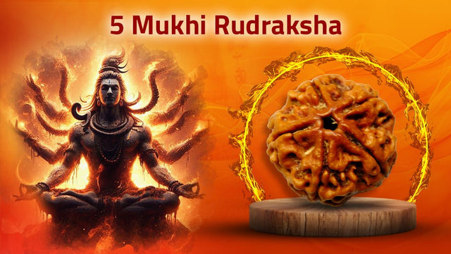 Five Mukhi 5 Face Panch Mukhi Rudraksha - Collections - Rudra Kailash