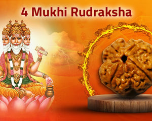Four Mukhi 4 Face Rudraksha Collections - Rudra Kailash