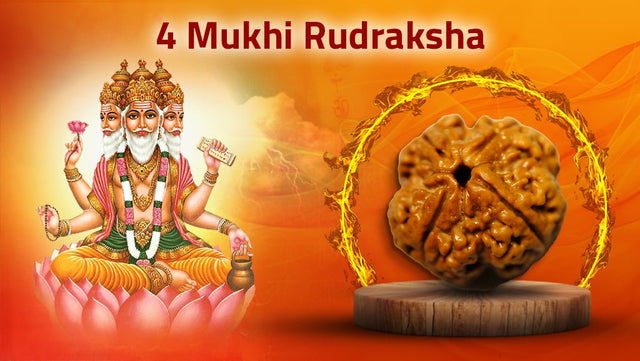 Four Mukhi 4 Face Rudraksha Collections - Rudra Kailash