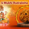 Four Mukhi 4 Face Rudraksha Collections - Rudra Kailash