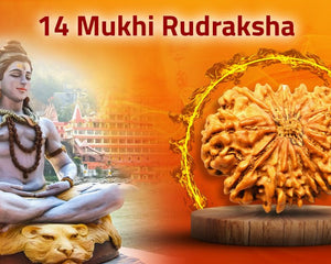Fourteen Mukhi 14 Face Rudraksha-Collection - Rudra Kailash