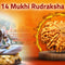 Fourteen Mukhi 14 Face Rudraksha-Collection - Rudra Kailash