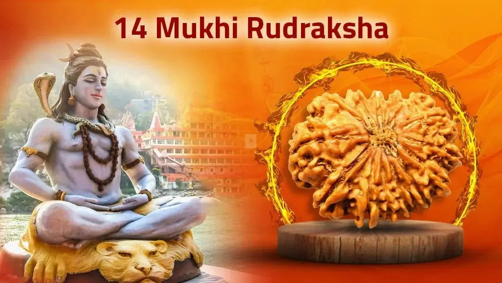 Fourteen Mukhi 14 Face Rudraksha-Collection - Rudra Kailash