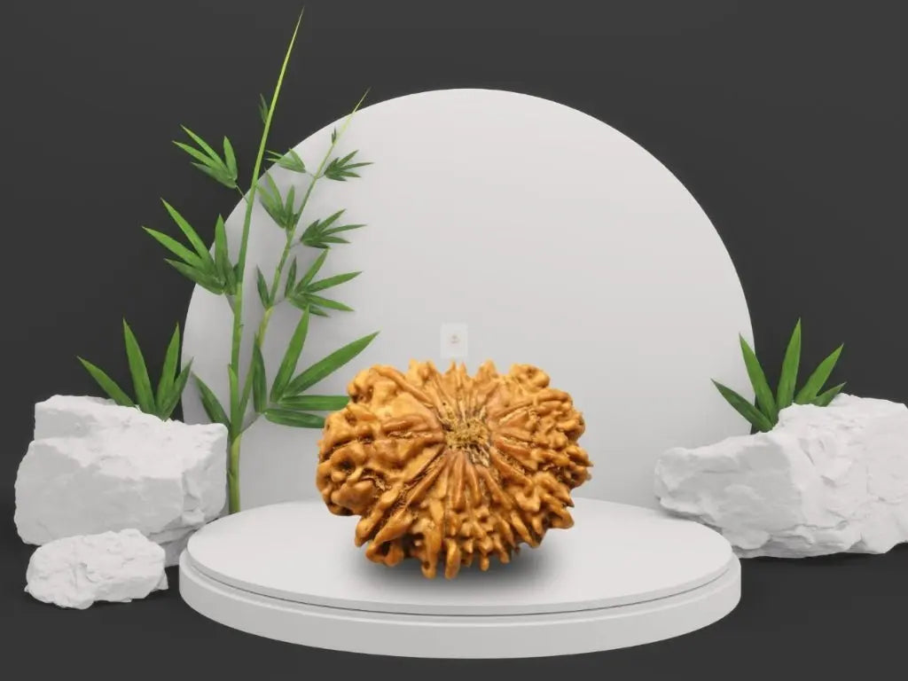 11 Mukhi to 14 Mukhi Rudraksha Collection Rudra Kailash