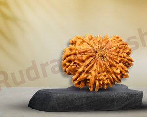 Nepali Premium Rudraksha Collections - Rudra Kailash