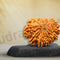 Nepali Premium Rudraksha Collections - Rudra Kailash