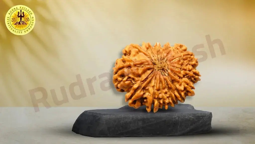 Nepali Premium Rudraksha Collections - Rudra Kailash