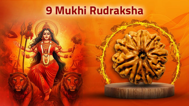 Nine Mukhi 9 Face Rudraksha - The Goddess Durga Power - Rudra Kailash