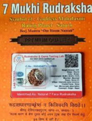 Packaged - Premium Rudraksha Mukhis - Rudra Kailash