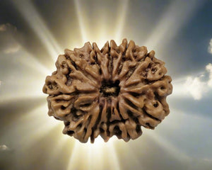 Rudraksha Collections - Rudra Kailash